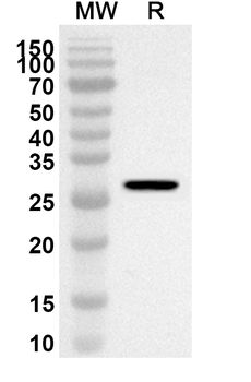BCOR Rabbit Polyclonal Antibody