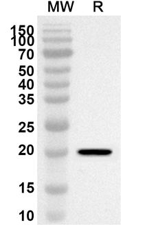 DPP9 Rabbit Polyclonal Antibody