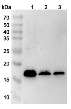 MRPL23 Rabbit Polyclonal Antibody