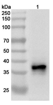 ELAVL3 Rabbit Polyclonal Antibody