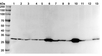 YWHAH Rabbit Polyclonal Antibody