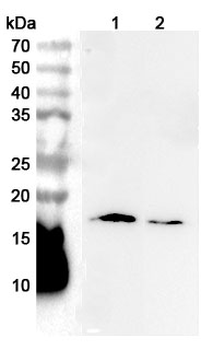 GMFB Rabbit Polyclonal Antibody