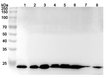 ARHGDIB Rabbit Polyclonal Antibody