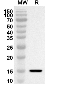 SSR1 Rabbit Polyclonal Antibody