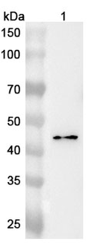 CD88/C5AR1 Rabbit Polyclonal Antibody