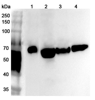 NR1D1 Rabbit Polyclonal Antibody