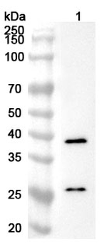 DNAJB6 Rabbit Polyclonal Antibody