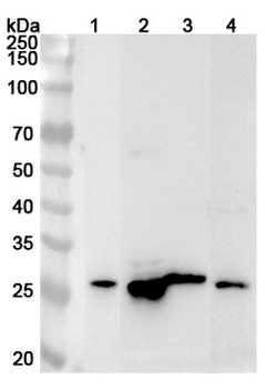 DENR Rabbit Polyclonal Antibody