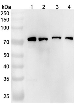 GPR37 Rabbit Polyclonal Antibody