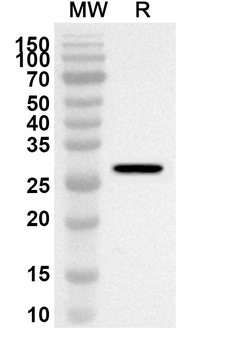 TCEA1 Rabbit Polyclonal Antibody