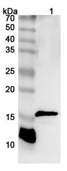 CD247/CD3Z Rabbit Polyclonal Antibody