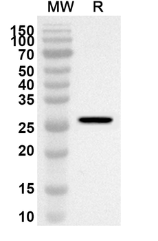 KLK4 Rabbit Polyclonal Antibody
