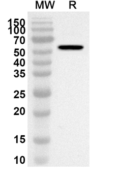 SPARCL1 Rabbit Polyclonal Antibody