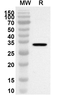 UTRN Rabbit Polyclonal Antibody