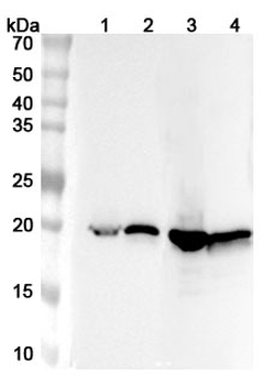 CRYAB Rabbit Polyclonal Antibody