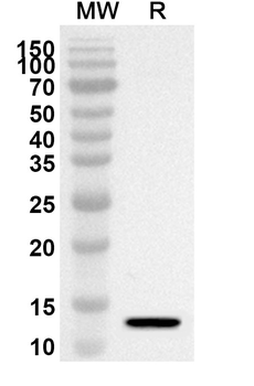 CASP6 Rabbit Polyclonal Antibody