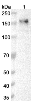 NEO1 Rabbit Polyclonal Antibody