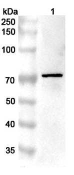 PRKCQ Rabbit Polyclonal Antibody