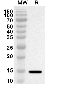 TXN Rabbit Polyclonal Antibody