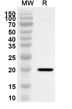 FLIP/CFLAR Rabbit Polyclonal Antibody