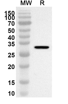 P3H4 Rabbit Polyclonal Antibody