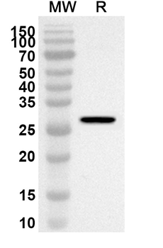 ARHGAP5 Rabbit Polyclonal Antibody