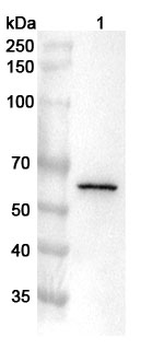 USP22 Rabbit Polyclonal Antibody