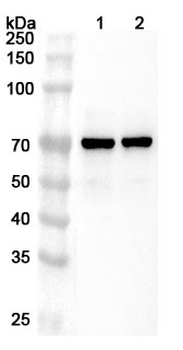 ALAS1 Rabbit Polyclonal Antibody