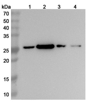 SRSF9 Rabbit Polyclonal Antibody
