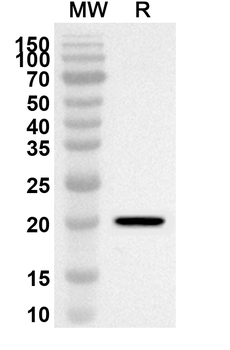 ASF1A Rabbit Polyclonal Antibody