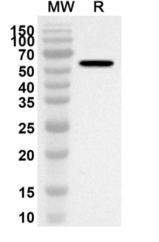 PPP5C Rabbit Polyclonal Antibody