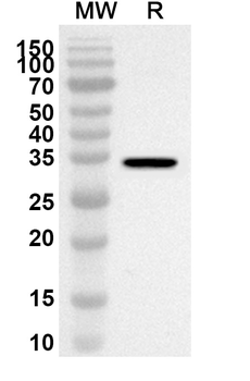 STK26 Rabbit Polyclonal Antibody