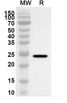 HPS5 Rabbit Polyclonal Antibody