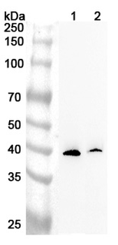DMC1 Rabbit Polyclonal Antibody