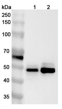 ALDH3A2 Rabbit Polyclonal Antibody