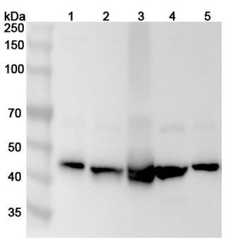 PAICS Rabbit Polyclonal Antibody