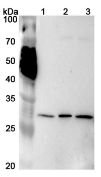 PSMA4 Rabbit Polyclonal Antibody