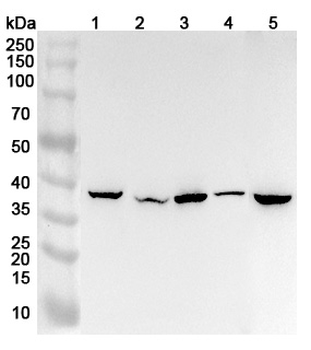 NFS1 Rabbit Polyclonal Antibody