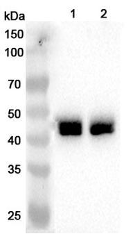 NDEL1 Rabbit Polyclonal Antibody