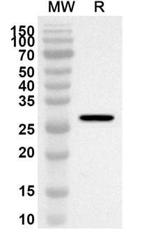 TEAD2 Rabbit Polyclonal Antibody