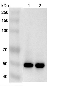 EGLN1 Rabbit Polyclonal Antibody