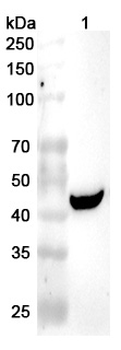 PELO Rabbit Polyclonal Antibody