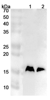 RPS19 Rabbit Polyclonal Antibody