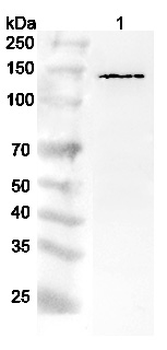 UPF1 Rabbit Polyclonal Antibody