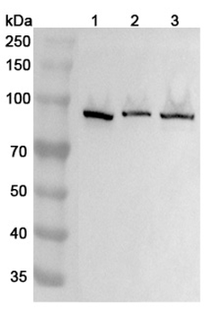 DNM1 Rabbit Polyclonal Antibody