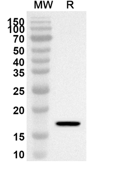 BTG2 Rabbit Polyclonal Antibody