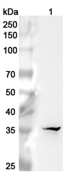 MSI2 Rabbit Polyclonal Antibody