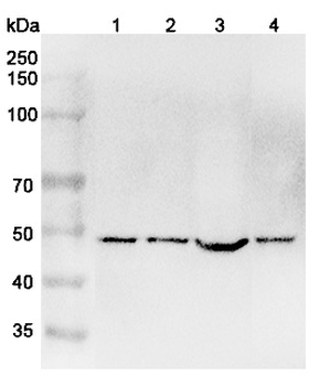 FZR1 Rabbit Polyclonal Antibody
