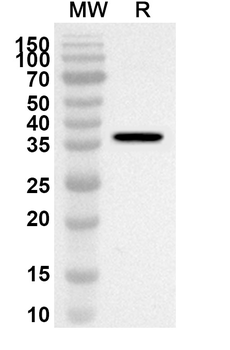 MRPL37 Rabbit Polyclonal Antibody