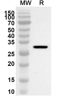 Rat NGF/Beta-NGF Rabbit Polyclonal Antibody